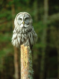 Great Grey Owl, Strix Nebulosa Adult on Post, Coniferous for Est (Controlled)
