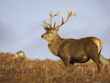 Red Deer, Stag Standing, Scotland
