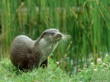 Buy European Otter, Lutra Lutra Riverbank at AllPosters.com