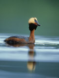 Slavonian Grebe, Podiceps Auritus Adult on Loch in Summer P Lumage, May, Scotland