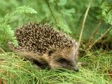 Buy Hedgehog at AllPosters.com