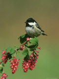 Coal Tit, Perched on Wild Currant Blossom, UK