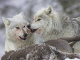 Wolf, Two Adults Feeding on Deer Carcass, Scotland