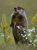 Woodchuck