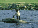 Lamb Stranded on Rock in River, Grampian Region
