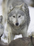 Wolf, Feeding, Scotland
