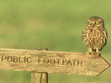 Little Owl, Athene Noctua Perched on Public Footpath Sign, UK