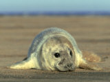 Grey Seal, Pup, UK