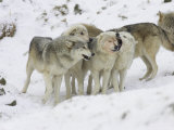 Wolf, Pack Interacting, Scotland
