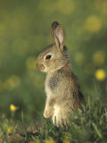 Rabbit, Youngster Standing Upright, UK