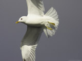 Common Gull, Close-up of Adult in Flight, Norway