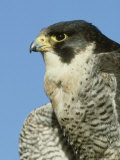 Peregrine Falcon, Close-up Portrait of Adult Male, UK