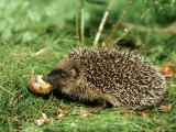 Buy Hedgehog, Youngster Feeding on Snail, UK at AllPosters.com