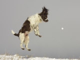 English Springer Spaniel, Scotland