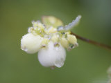 Snowberry, Close up of Berries, Scotland