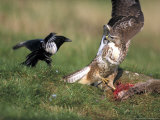 Buzzard, Fending off Magpie from Prey