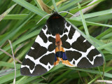 Garden Tiger Moth, Wings Open, Scotland