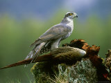 Goshawk, Feeding on Pheasant, Scotland