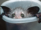 Buy Aye-Aye, Infant Peering out of Tuppaware Container, Duke University Primate Center at AllPosters.com