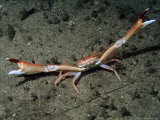 Buy Mud Runner Crab, Outer Hebrides, Scotland at AllPosters.com