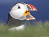 Atlantic Puffin, Close-up of Adult Calling, Iceland