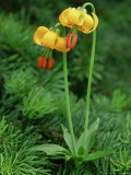 Columbia Tiger Lily, Lilium Columbianum Olympic National Forest, WA