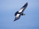 Andean Condor, Adult Male Flying Over Atacama Desert Coast, Peru