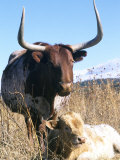 Buy Texas Longhorn, with Calf, Colorado, USA at AllPosters.com