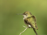 Broad-Tailed Hummingbird, Selasphorus Platycercus Female