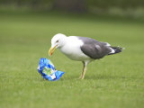 Herring Gull, Feeding on Left-Over Crisps in City Park, Scotland