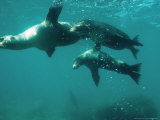 Buy Galapagos Sea Lion, Pups Cavorting, Galapagos at AllPosters.com
