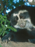 Buy Spectacled Bear Male, Cerro Chaparri, Peru at AllPosters.com