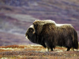 Buy Musk Ox, Adult Female on Tundrain Autumn, Norway at AllPosters.com