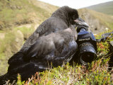 Buy Common Raven, and Camera, Iceland at AllPosters.com