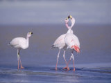 Buy Jamess Flamingo, Males Squabbling, Laguna Hedionda, Bolivia at AllPosters.com