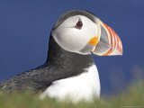 Atlantic Puffin, Close-up Portrait of Adult, Iceland