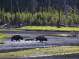 Bison, Two Adult Cows with Calves Crossing Madison River, USA