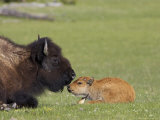 Bison, Young Calf and Mother Laid Down Resting in Meadow, USA