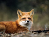 Buy Red Fox, Lying, Quebec, Canada at AllPosters.com