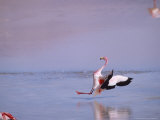 Buy Jamess Flamingo, Slippery Landing, Laguna Colorada, Bolivia at AllPosters.com