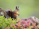 Red Squirrel, Portrait of Adult on Fallen Log in Autumnal Forest, Norway