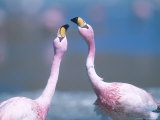 Buy Jamess Flamingo, Males Squabbling, Bolivia at AllPosters.com