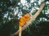 Buy Golden Lion Tamarin, Poco Das Antas Reserve, Brazil at AllPosters.com
