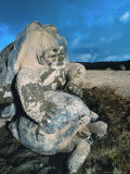 Buy Giant Tortoise, Mating, Isabella Island, Galapagos at AllPosters.com
