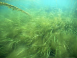 Buy Seagrass, Papa Westray, N. Scotland, UK at AllPosters.com