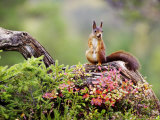 Red Squirrel, Adult on Fallen Log with Hazelnut in Mouth, Norway
