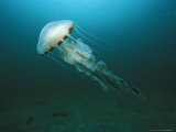Buy Compass Jellyfish, Aran Islands, Ireland at AllPosters.com