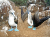 Buy Blue Footed Booby, Elaborate Courtship Dance, Galapagos at AllPosters.com