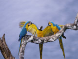 Blue and Yellow Macaw, Family, Peruvian Amazon