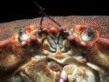 Buy Edible Crab, Close up of Face, UK at AllPosters.com